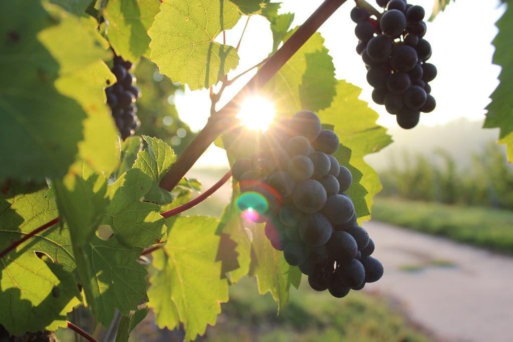 Schroeders Wein-Style-Hotel Трир Экстерьер фото